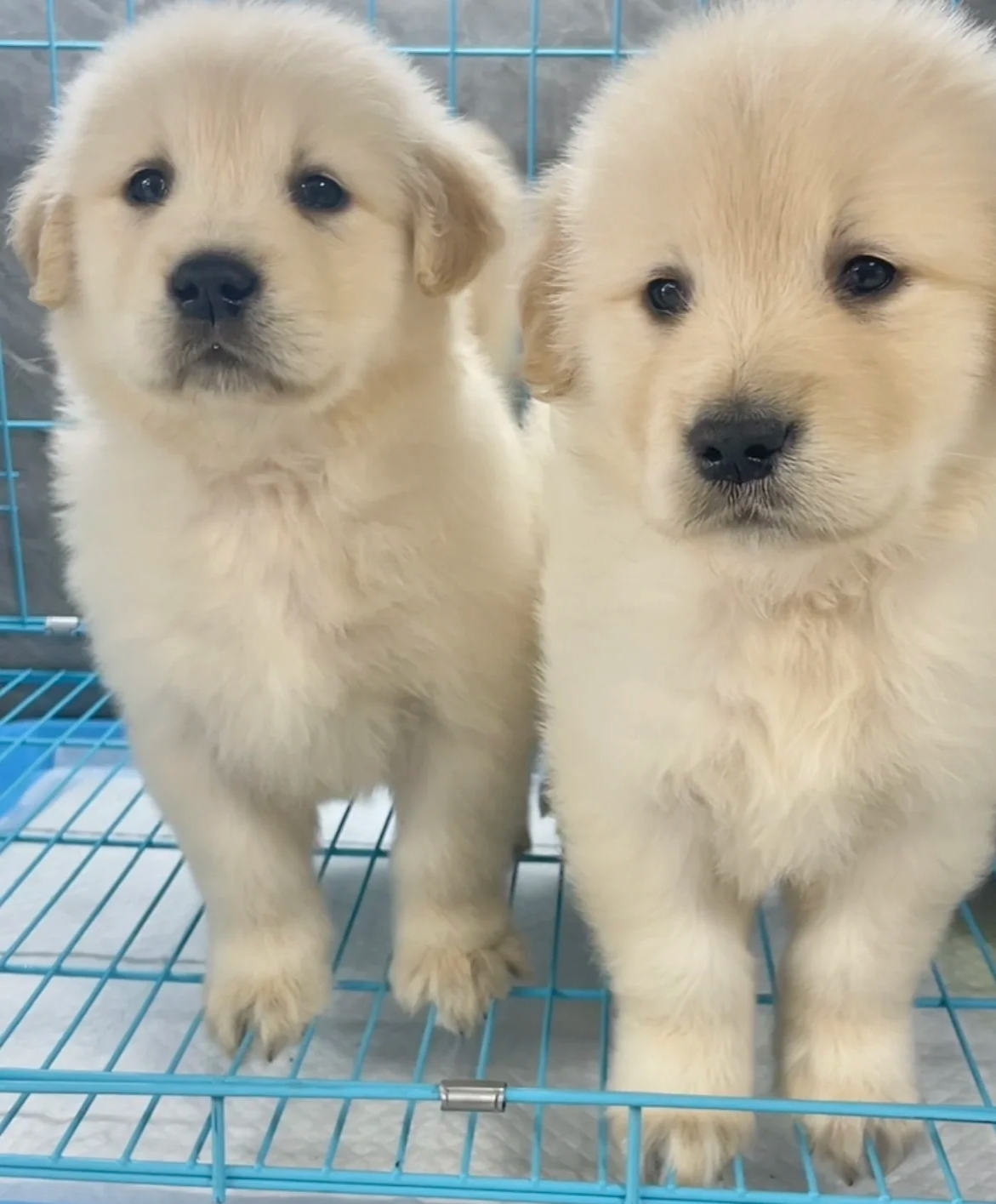 金毛是一种广受欢迎的犬种，以其友好、温顺的性格而著称